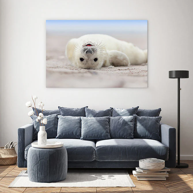 Seal smile - Image 3