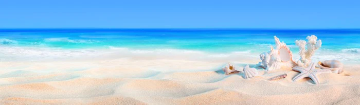 Seashells panorama