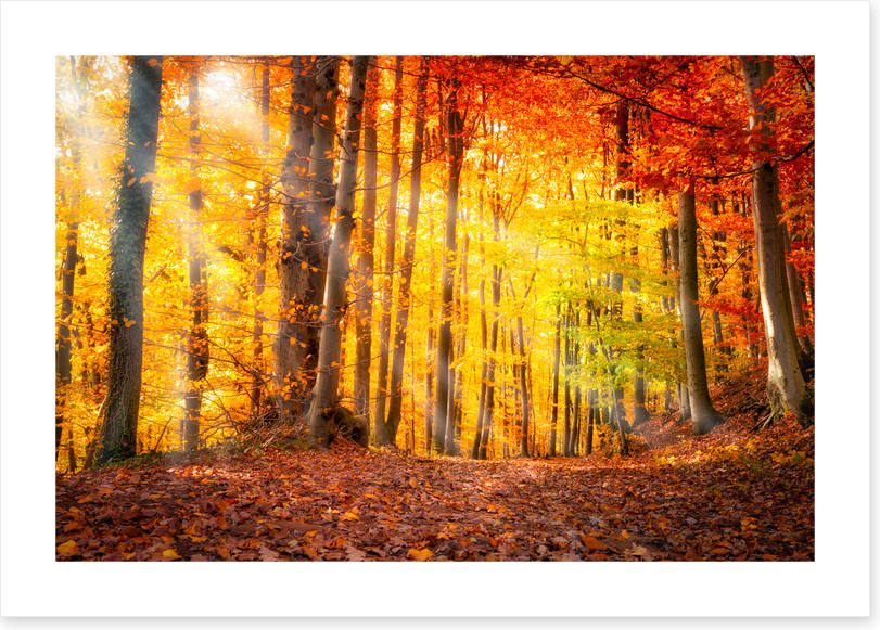 Seasonal gold - Image 2