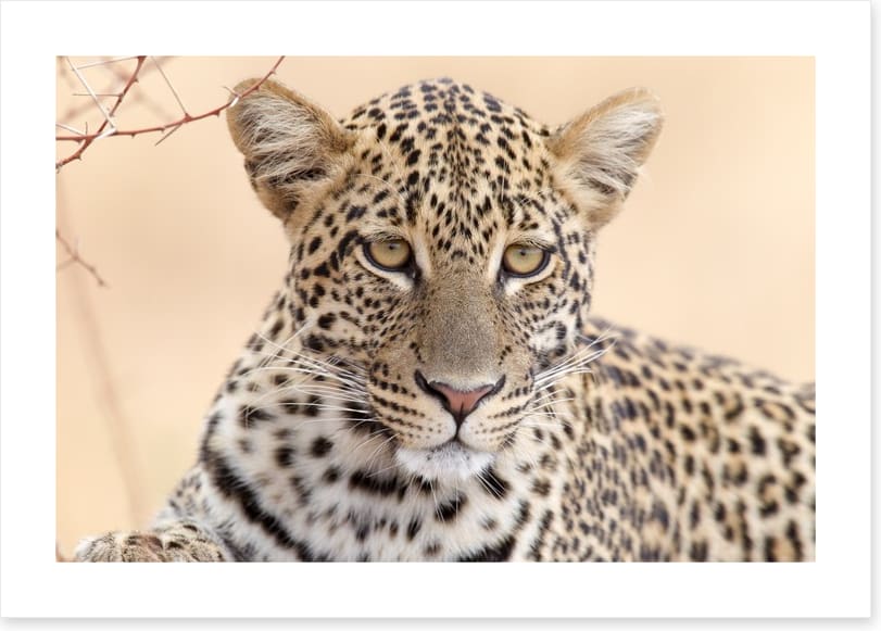 Serengeti stare - Image 2