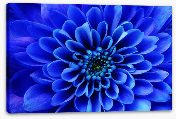 Blue aster - Image 2