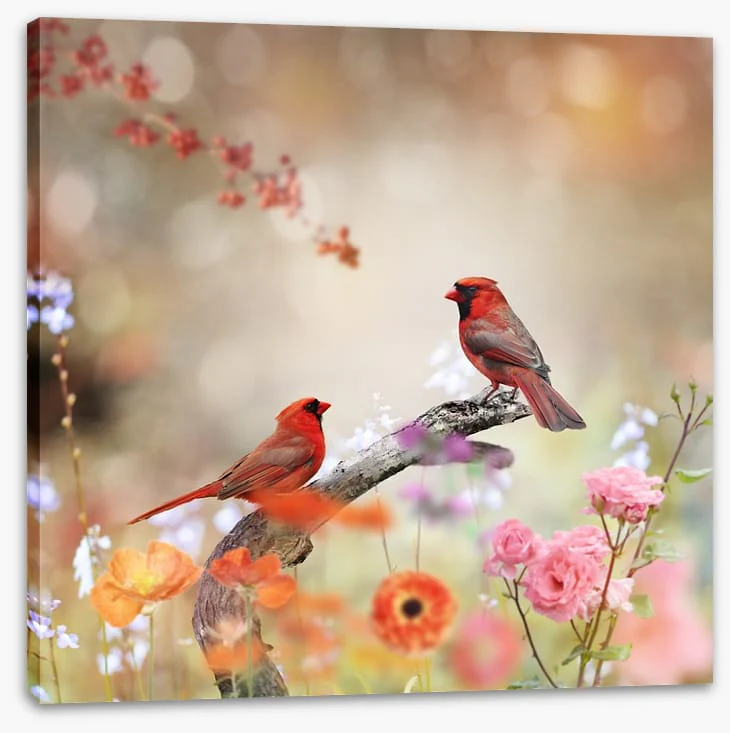 Northern cardinals - Image 2