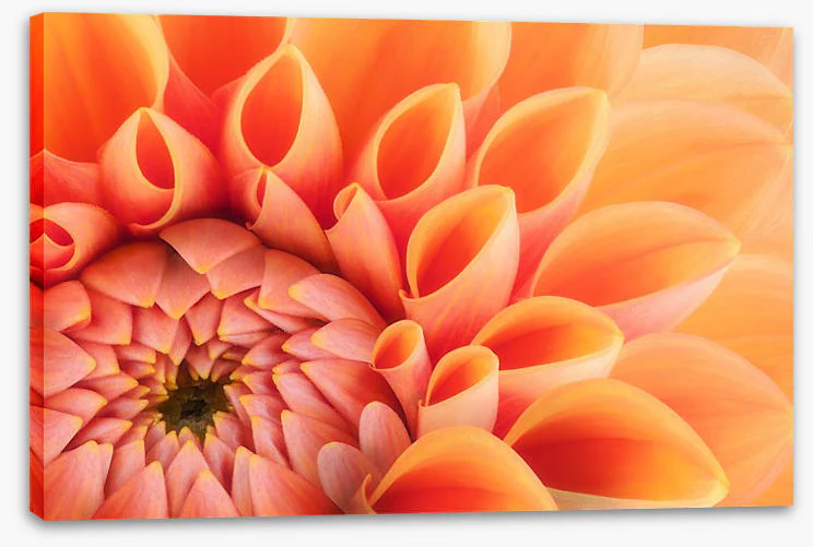 Soft peach chrysanthemum - Image 2