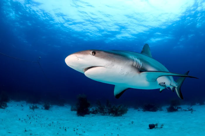 Side-eye shark
