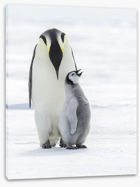 Sing for your supper - Image 2