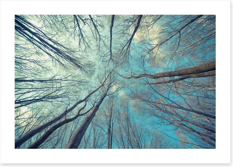 Skeleton forest - Image 2