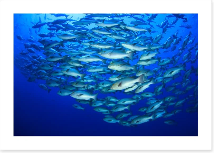 Snapper school - Image 2