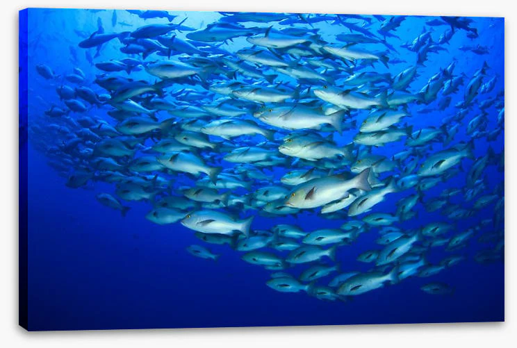 Snapper school - Image 2