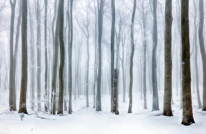 Snow forest stump