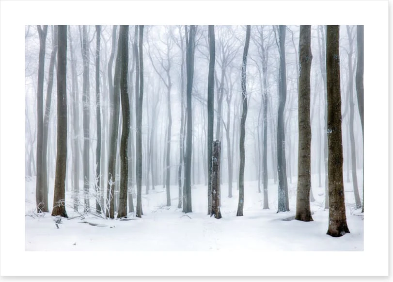 Snow forest stump - Image 2