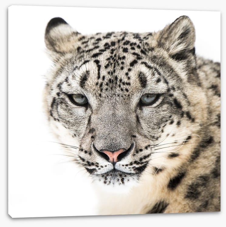 Snow leopard stare - Image 2