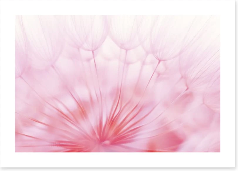 Soft focus - Image 2