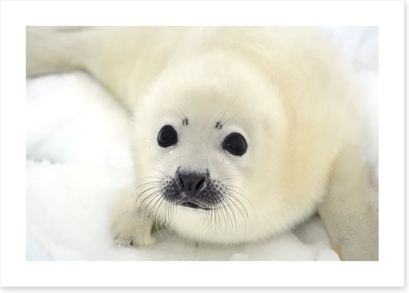 Soulful harp seal pup - Image 2