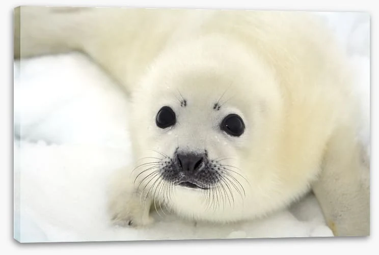 Soulful harp seal pup - Image 2