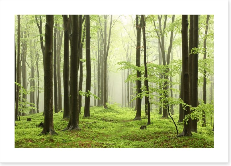Spring beech forest - Image 2