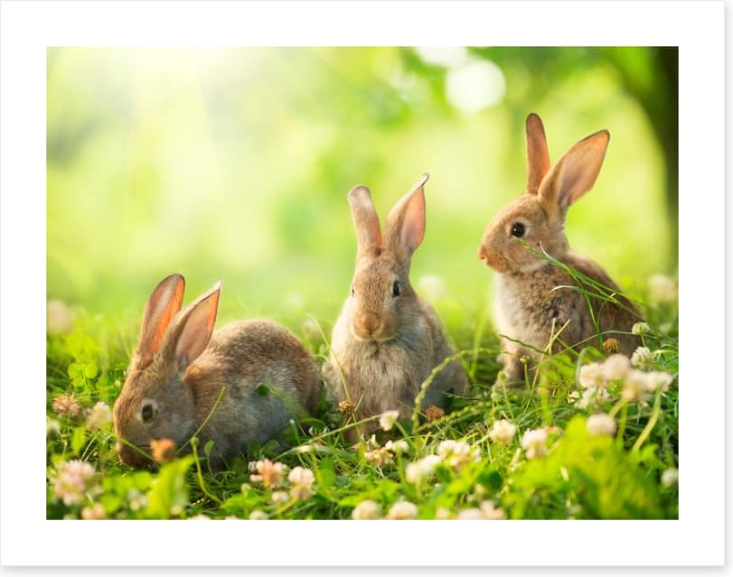 Spring bunnies - Image 2