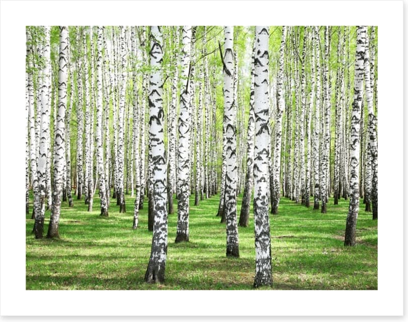 Spring green birch grove - Image 2
