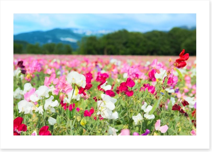 Spring meadow - Image 2