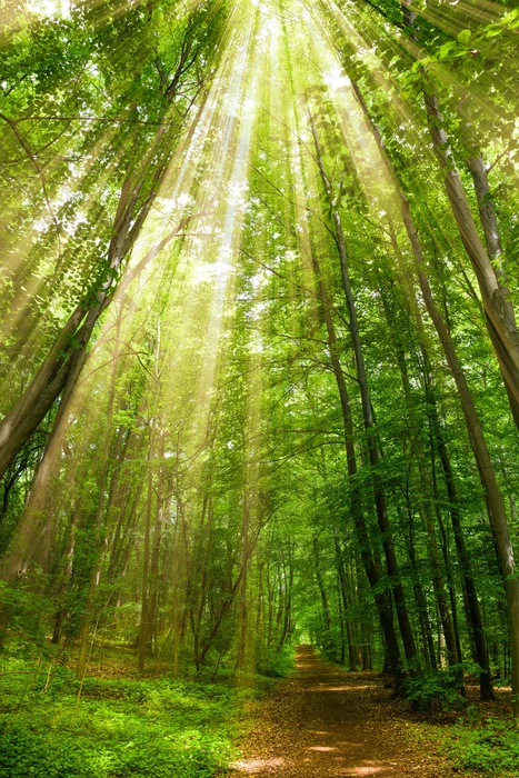 Spring sunbeam
