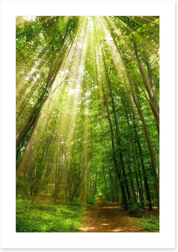 Spring sunbeam - Image 2