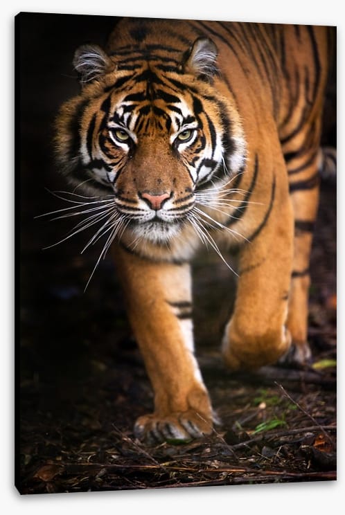 Stalking tiger - Image 2