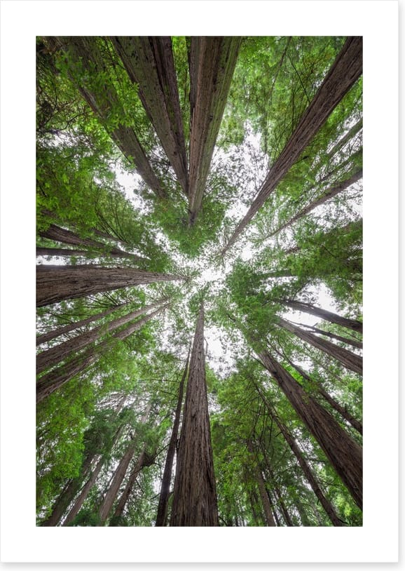 Standing tall - Image 2