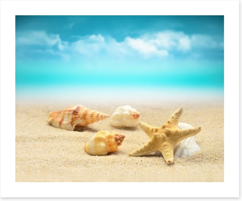 Starfish and seashells - Image 2