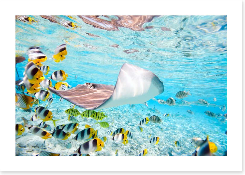 Stingray school - Image 2