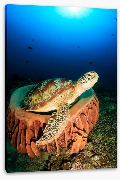 Stuck in the sponge - Image 2