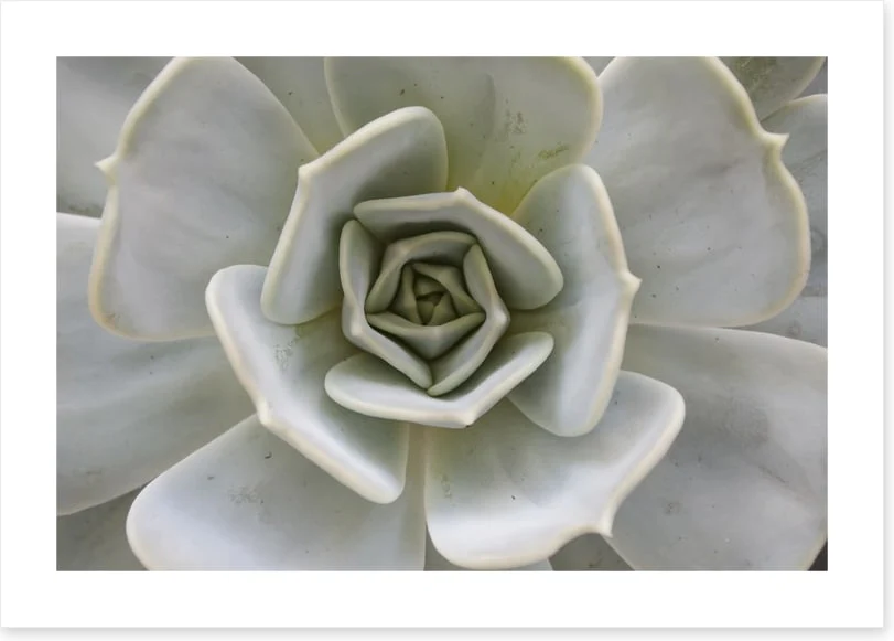 Succulent Aloe - Image 2