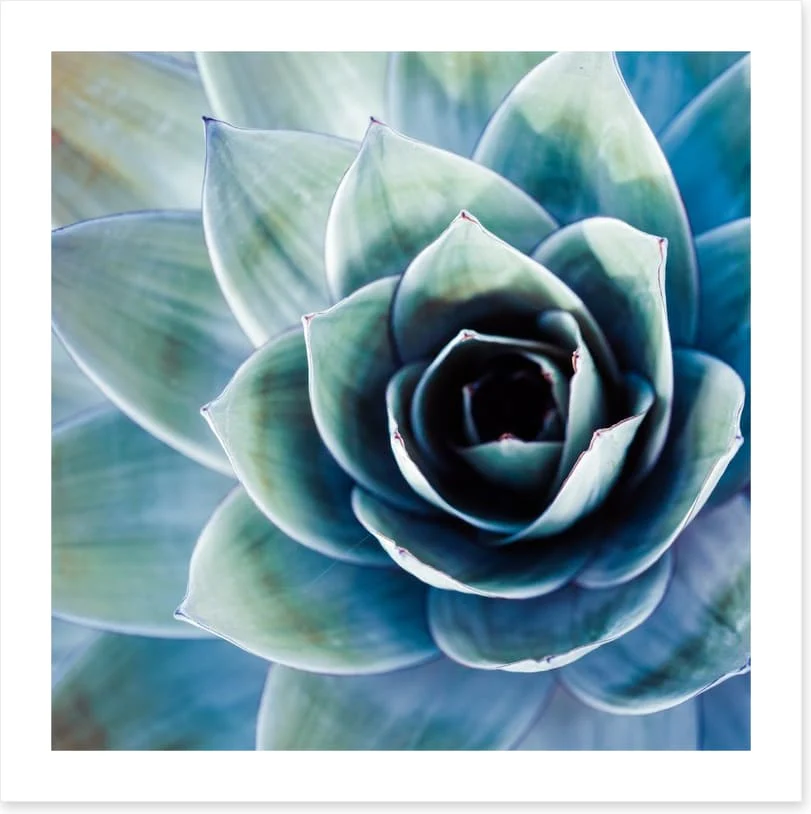 Succulent - Image 2