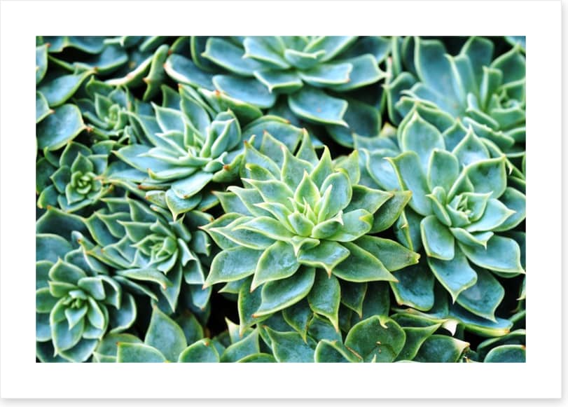 Succulent rosettes - Image 2