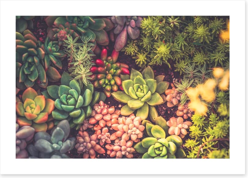 Succulent surprise - Image 2