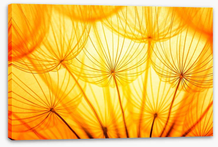 Dandelion delight - Image 2