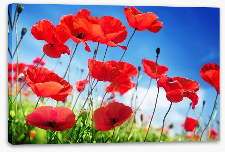 Poppies on a sunny day - Image 2