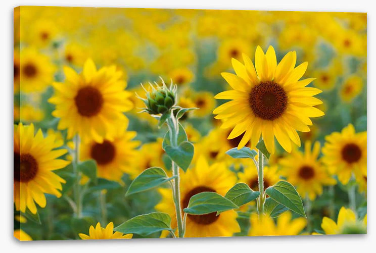 Sunflower field - Image 2