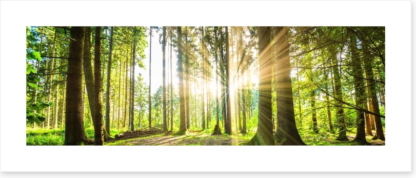 Sunbeam forest panorama - Image 2