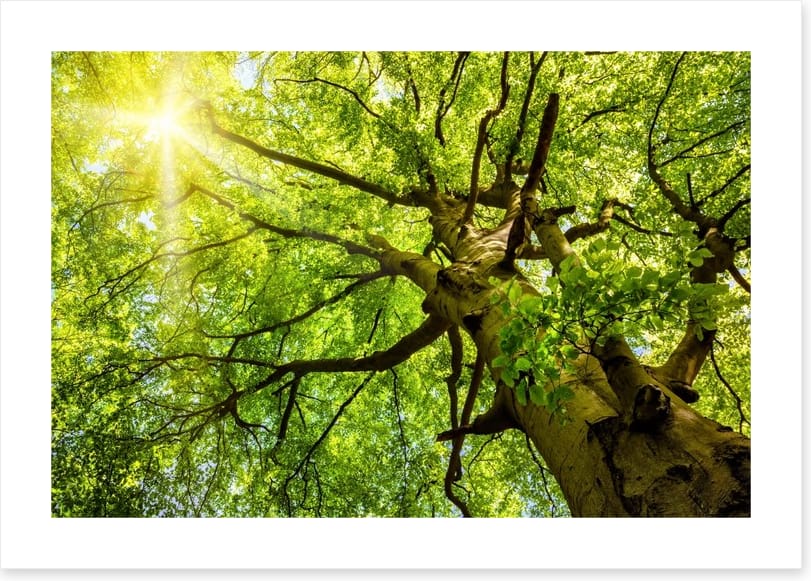 Sunbeam through the Beech - Image 2