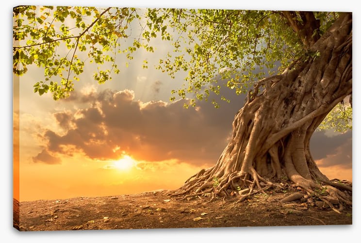 Sunburst oak - Image 2