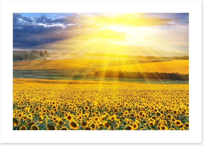 Sunflower field sunset - Image 2