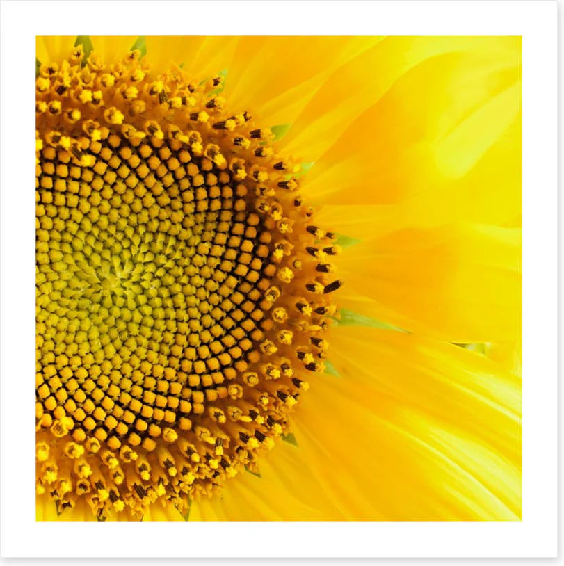 Sunflower love - Image 2