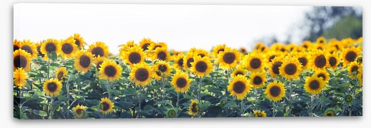Sunflower meadow panoramic - Image 2