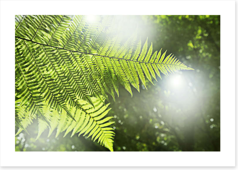 Sunlight fern - Image 2