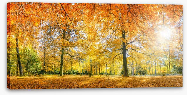 Sunlight in the Autumn forest - Image 2