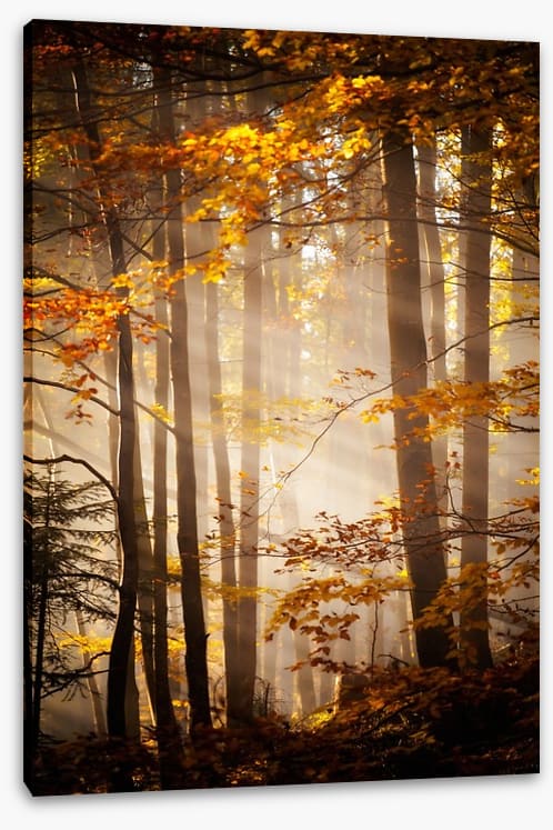 Sunlight in the Autumn woods - Image 2