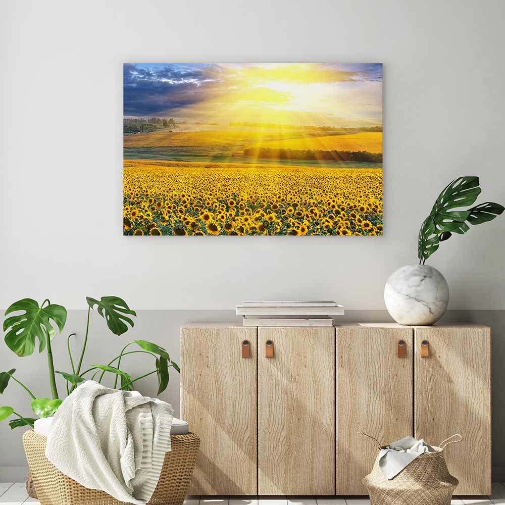 Sunflower field sunset - Image 4