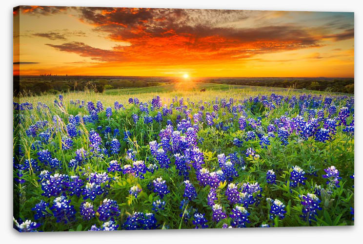 Sunset on Sugar Ridge Road - Image 2