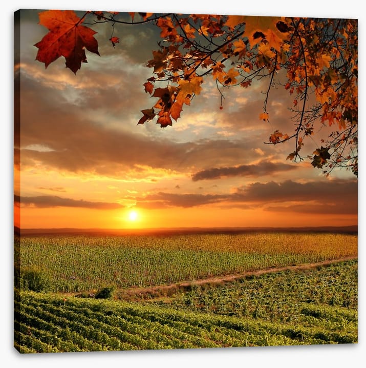 Sunset over the Chianti vines, Italy - Image 2