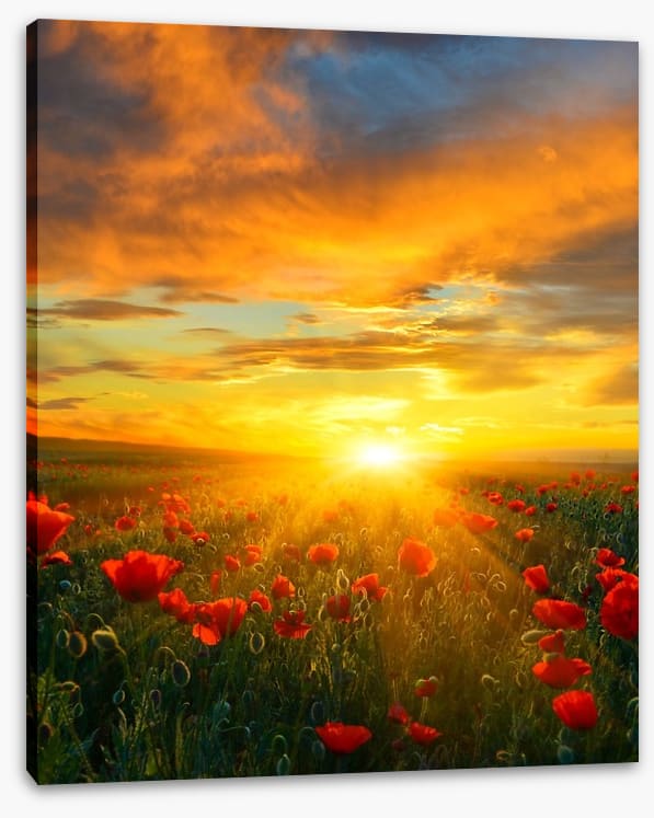 Poppy heaven - Image 2