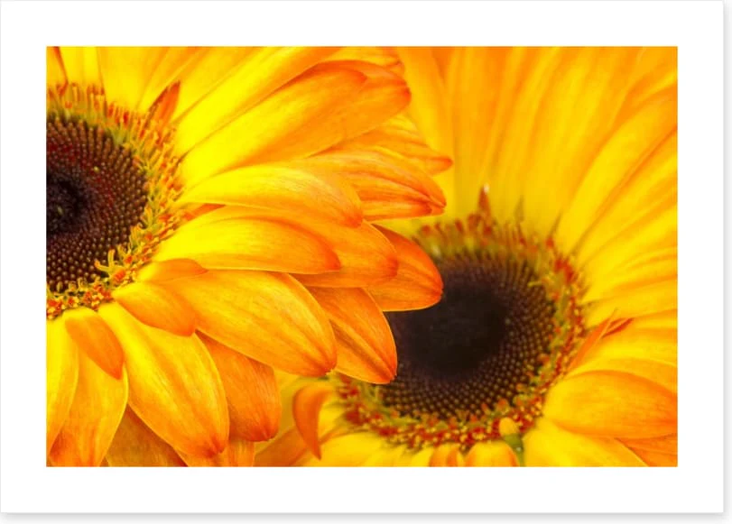 Sunshine petals - Image 2